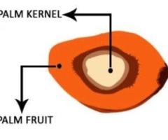 Palm Oil Processing Plant Haryana